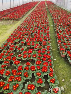 高度15厘米报春花