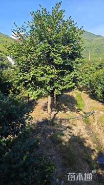 高度280厘米高杆茶梅