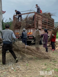 高度60厘米李子树