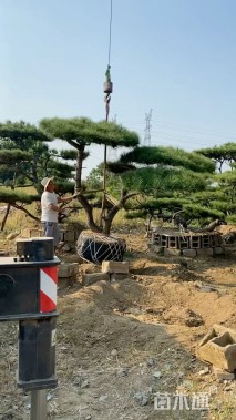 10公分造型油松