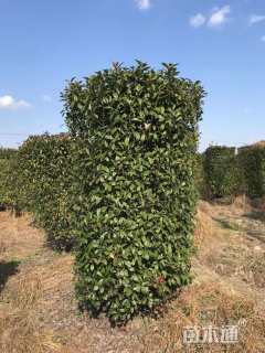 高度350厘米红叶石楠柱