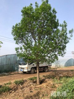 20公分白蜡