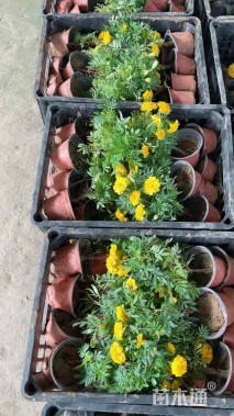 高度30厘米孔雀草