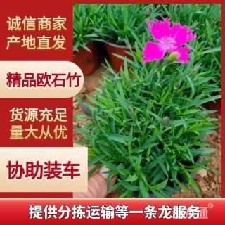 高度15厘米欧石竹