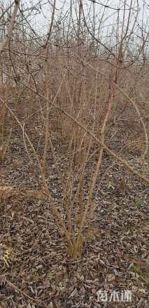 高度150厘米木绣球