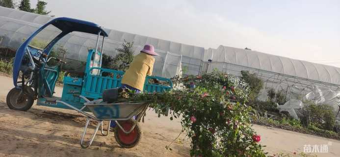 200厘米藤本月季