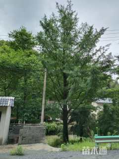 70公分银杏