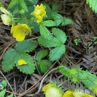 高度10厘米三叶委陵菜