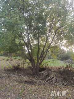 50公分(4杆)丛生乌桕