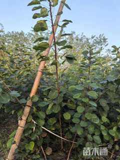 高度150厘米黄栌小苗