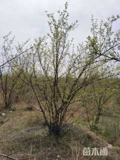 高度200厘米山茱萸