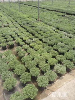 高度30厘米芙蓉菊