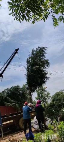 高度300厘米雪松