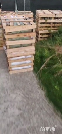 高度40厘米花叶蔓长春