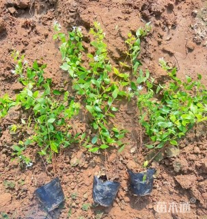 高度35厘米金叶大花六道木