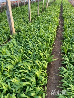 高度20厘米鸢尾