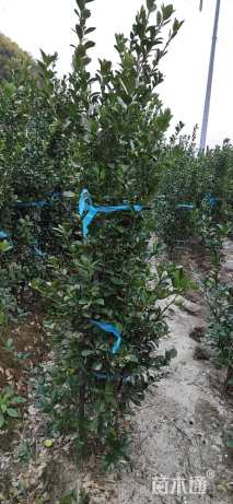 高度100厘米大叶黄杨柱