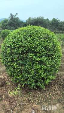 冠幅100厘米金禾女贞球