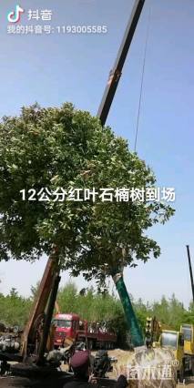 12公分红叶石楠