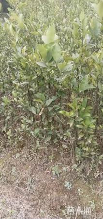 高度40厘米红桔