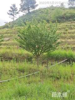 22公分日本晚樱