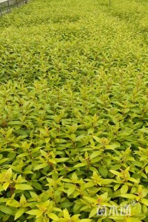 高度25厘米巴西野牡丹