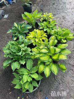 高度50厘米玉簪