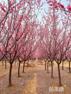 9公分梅花