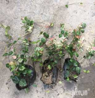 15厘米花叶络石