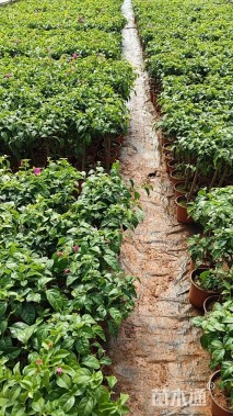 高度40厘米三角梅