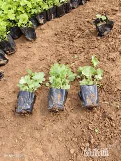 高度5厘米飞燕草