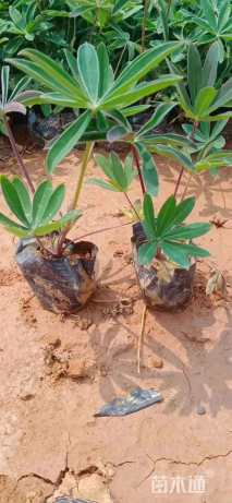 高度20厘米羽扇豆