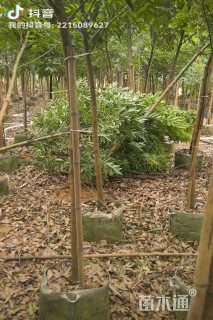 3公分海南红豆