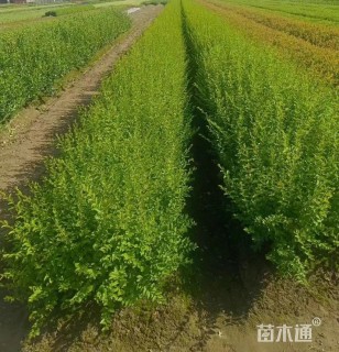 高度55厘米小叶女贞小苗