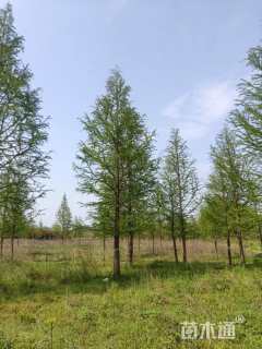 6公分墨西哥落羽杉