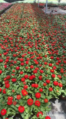 高度20厘米百日草