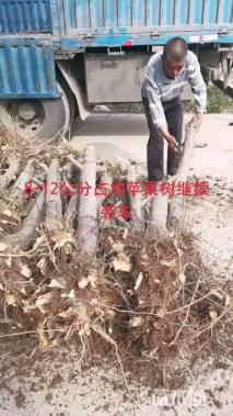 10公分苹果树