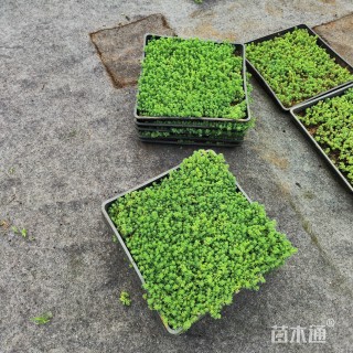 高度6厘米中华景天