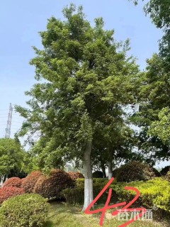 18公分朴树