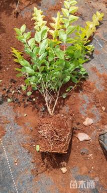 高度20厘米金森女贞