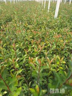 0.5公分红叶石楠