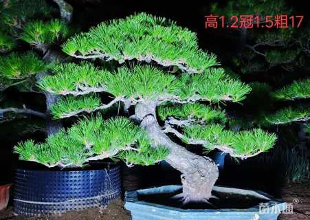 移栽苗造型黑松