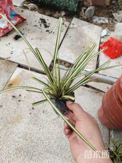 高度10厘米金叶苔草