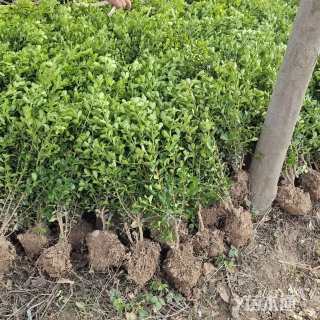 高度35厘米瓜子黄杨