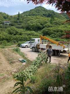8公分早樱