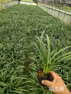 高度25厘米百子莲