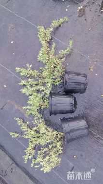 高度25厘米花叶香桃木