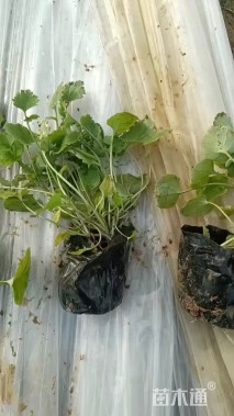 高度15厘米二月兰