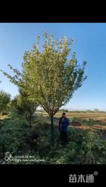 15公分樱花