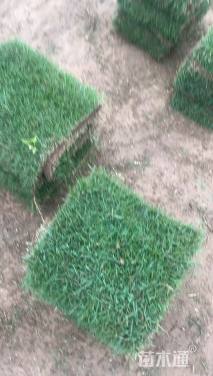 草卷状马尼拉草